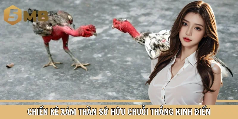 Chiến kê xám thần sở hữu chuỗi thắng kinh điển