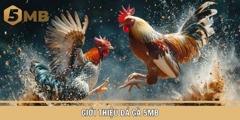 Khái quát sảnh đá gà 5MB cực nổi tiếng và hành khách